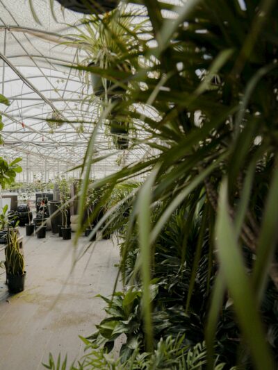 Greenhouse & Nursery