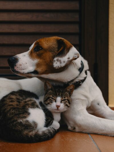 Pet Adoption Service
