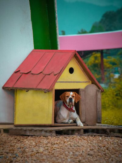 Pet Boarding