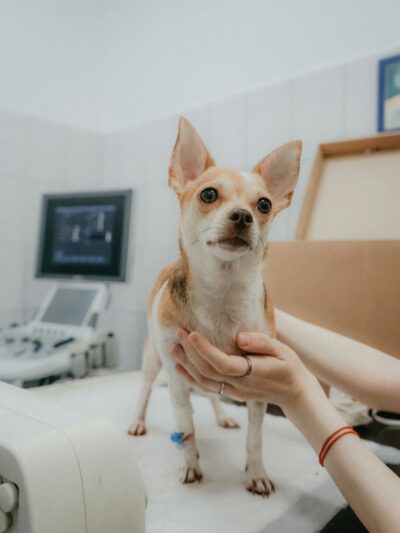 Pet Services