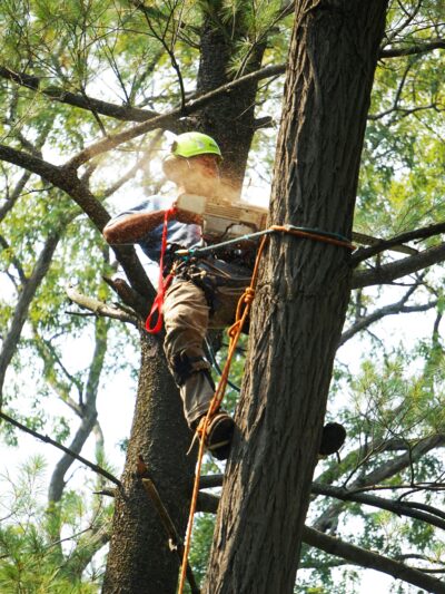 Tree Service