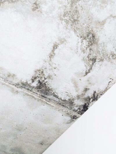 Mold & Mildew Services