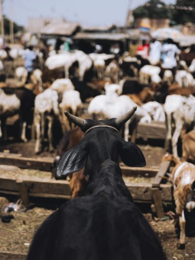 Livestock Auction Markets