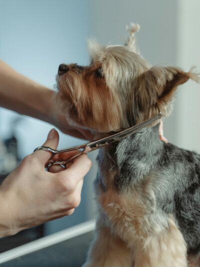 Pet Grooming