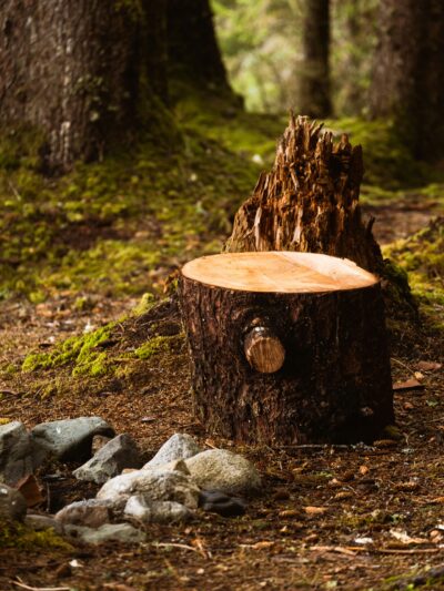 Stump Grinding